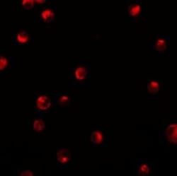 Importin alpha 5/KPNA1/SRP1 Antibody - BSA Free, Novus Biologicals:Antibodies:Primary