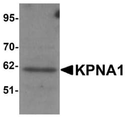 Importin alpha 5/KPNA1/SRP1 Antibody - BSA Free, Novus Biologicals:Antibodies:Primary