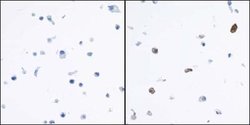 Indoleamine 2,3-dioxygenase/IDO Antibody (BLR031F), Novus Biologicals 100