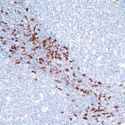 Indoleamine 2,3-dioxygenase/IDO Antibody (BLR031F), Novus Biologicals 100