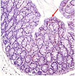 Indoleamine 2,3-dioxygenase/IDO Antibody, Novus Biologicals 100 ug; Unconjugated:Antibodies,