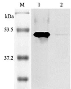 Indoleamine 2,3-dioxygenase/IDO Antibody, Novus Biologicals 100 ug; Unconjugated:Antibodies,