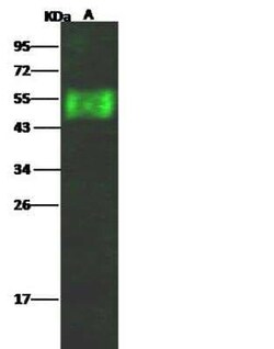 Influenza A H17N10 Hemagglutinin Antibody, Novus Biologicals 50 &mu;g;