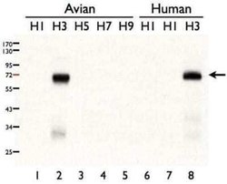 Influenza A H3N2 Hemagglutinin Antibody - (A/Taiwan/3446/02), Novus Biologicals