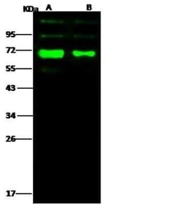 Influenza A H3N2 Hemagglutinin Rabbit anti-Influenza virus, Polyclonal,