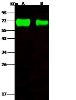 Influenza A H4N6 Neuraminidase Antibody, Novus Biologicals:Antibodies:Primary