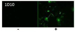Influenza A H5N1 Hemagglutinin Antibody (1D10) - (A/Hatay/2004), Novus Biologicals 100 &mu;g | Buy Online | Novus Biologicals | Fisher Scientific