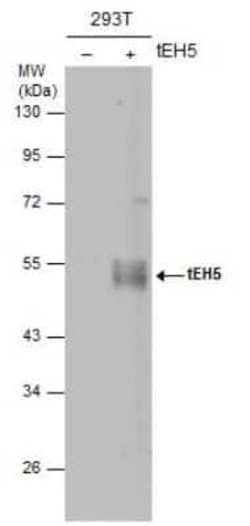 Influenza A H5N1 Hemagglutinin Antibody (1D10) - (A/Hatay/2004), Novus Biologicals 100 &mu;g | Buy Online | Novus Biologicals | Fisher Scientific