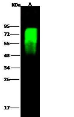 Influenza A H5N1 Hemagglutinin Antibody - (A/chicken/VietNam/NCVD-016/2008),