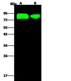 Influenza A H5N1 Hemagglutinin Rabbit anti-Influenza virus, Polyclonal,