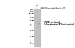 Influenza A H1N1 Nucleoprotein Antibody (GT778) - (A/WSN/1933), Novus Biologicals