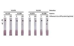 Influenza A H3N2 Nucleoprotein Antibody (HL1078) - (A/Kansas/14/2017), Novus Biologicals 100 &mu;g | Buy Online | Novus Biologicals | Fisher Scientific