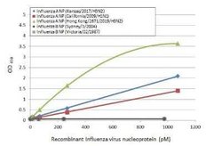 Influenza A H3N2 Nucleoprotein Antibody (HL1078) - (A/Kansas/14/2017), Novus Biologicals 100 &mu;g | Buy Online | Novus Biologicals | Fisher Scientific