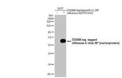 Influenza A H3N2 Nucleoprotein Antibody (HL1078) - (A/Kansas/14/2017), Novus Biologicals 100 &mu;g | Buy Online | Novus Biologicals | Fisher Scientific