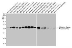 Influenza A H3N2 Nucleoprotein Antibody (HL1078) - (A/Kansas/14/2017), Novus Biologicals 100 &mu;g | Buy Online | Novus Biologicals | Fisher Scientific