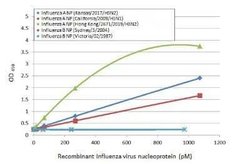 Influenza A H3N2 Nucleoprotein Antibody (HL1089) - (A/Kansas/14/2017), Novus Biologicals 100 &mu;g | Buy Online | Novus Biologicals | Fisher Scientific