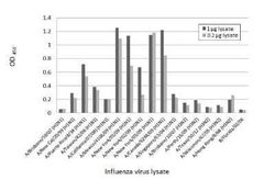 Influenza A H3N2 Nucleoprotein Antibody (HL1089) - (A/Kansas/14/2017), Novus Biologicals 100 &mu;g | Buy Online | Novus Biologicals | Fisher Scientific