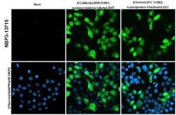 Influenza A H3N2 Nucleoprotein Antibody (HL1089) - (A/Kansas/14/2017), Novus Biologicals 100 &mu;g | Buy Online | Novus Biologicals | Fisher Scientific