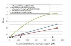 Influenza A H3N2 Nucleoprotein Antibody (HL1089) - (A/Kansas/14/2017), Novus Biologicals 100 &mu;g | Buy Online | Novus Biologicals | Fisher Scientific