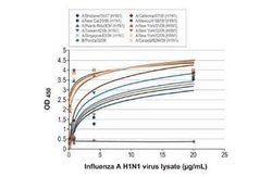Influenza A H3N2 Nucleoprotein Antibody (HL1089) - (A/Kansas/14/2017), Novus Biologicals 100 &mu;g | Buy Online | Novus Biologicals | Fisher Scientific