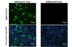 Influenza A nucleoprotein Antibody (HL1098), Novus Biologicals 100 &mu;g | Buy Online | Novus Biologicals | Fisher Scientific