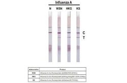 Influenza A H3N2 Nucleoprotein Antibody (HL1103) - (A/Kansas/14/2017),