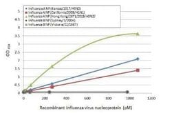 Influenza A H3N2 Nucleoprotein Antibody (HL1103) - (A/Kansas/14/2017),