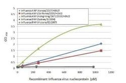 Influenza A H3N2 Nucleoprotein Antibody (HL1103) - (A/Kansas/14/2017),