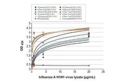 Influenza A H3N2 Nucleoprotein Antibody (HL1103) - (A/Kansas/14/2017),
