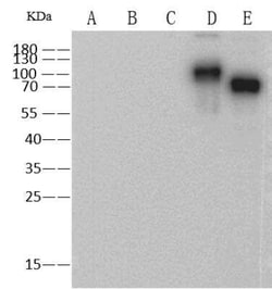 Influenza B Hemagglutinin Antibody (10H6C8G4), Novus Biologicals:Antibodies:Primary