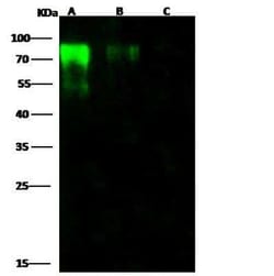 Influenza B Hemagglutinin Antibody - (B/Massachusetts/03/2010), Novus Biologicals