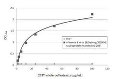 Influenza B nucleoprotein Antibody (GT371) - (B/Taiwan/753/2005), Novus Biologicals 100 &mu;g | Buy Online | Bio-Techne | Fisher Scientific