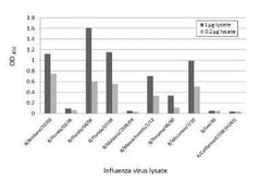 Influenza B nucleoprotein Antibody (HL1068) - (B/Taiwan/753/2005), Novus Biologicals 100 &mu;g | Buy Online | Bio-Techne | Fisher Scientific