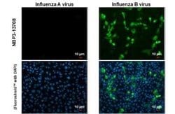 Influenza B nucleoprotein Antibody (HL1068) - (B/Taiwan/753/2005), Novus Biologicals 100 &mu;g | Buy Online | Bio-Techne | Fisher Scientific