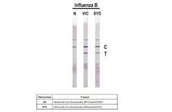 Influenza B nucleoprotein Antibody (HL1068) - (B/Taiwan/753/2005), Novus Biologicals 100 &mu;g | Buy Online | Bio-Techne | Fisher Scientific