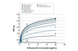 Influenza B nucleoprotein Antibody (HL1068) - (B/Taiwan/753/2005), Novus Biologicals 100 &mu;g | Buy Online | Bio-Techne | Fisher Scientific