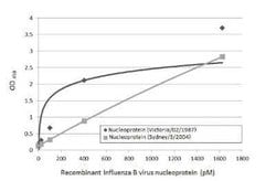 Influenza B nucleoprotein Antibody (HL1068) - (B/Taiwan/753/2005), Novus Biologicals 100 &mu;g | Buy Online | Bio-Techne | Fisher Scientific