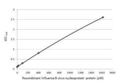 Influenza B nucleoprotein Antibody (HL1068) - (B/Taiwan/753/2005), Novus Biologicals 100 &mu;g | Buy Online | Bio-Techne | Fisher Scientific