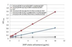 Influenza B nucleoprotein Antibody (HL1068) - (B/Taiwan/753/2005), Novus Biologicals 100 &mu;g | Buy Online | Bio-Techne | Fisher Scientific