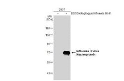 Influenza B nucleoprotein Antibody (HL1068) - (B/Taiwan/753/2005), Novus Biologicals 100 &mu;g | Buy Online | Bio-Techne | Fisher Scientific