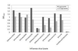 Influenza B nucleoprotein Antibody (HL1073) - (B/Taiwan/753/2005), Novus