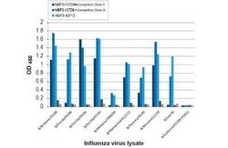 Influenza B nucleoprotein Antibody (HL1073) - (B/Taiwan/753/2005), Novus