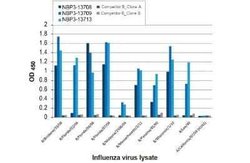 Influenza B nucleoprotein Antibody (HL1073) - (B/Taiwan/753/2005), Novus