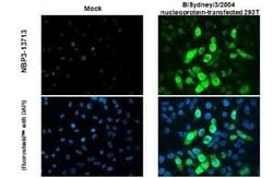 Influenza B nucleoprotein Antibody (HL1073) - (B/Taiwan/753/2005), Novus