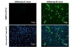 Influenza B nucleoprotein Antibody (HL1073) - (B/Taiwan/753/2005), Novus