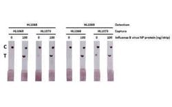 Influenza B nucleoprotein Antibody (HL1073) - (B/Taiwan/753/2005), Novus