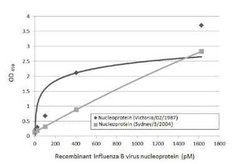 Influenza B nucleoprotein Antibody (HL1073) - (B/Taiwan/753/2005), Novus