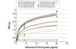 Influenza B nucleoprotein Antibody (HL1073) - (B/Taiwan/753/2005), Novus