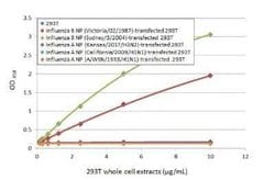 Influenza B nucleoprotein Antibody (HL1073) - (B/Taiwan/753/2005), Novus