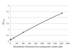 Influenza B nucleoprotein Antibody (HL1073) - (B/Taiwan/753/2005), Novus